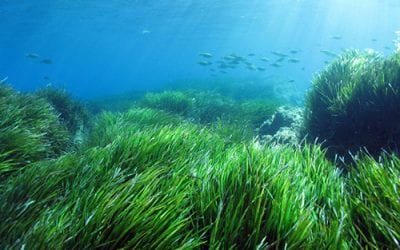 Découvrir la Mer et la protéger