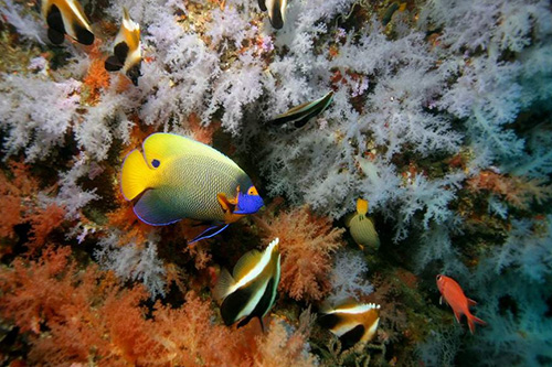 Plongée en Mer méditerranée : Faune et Flore